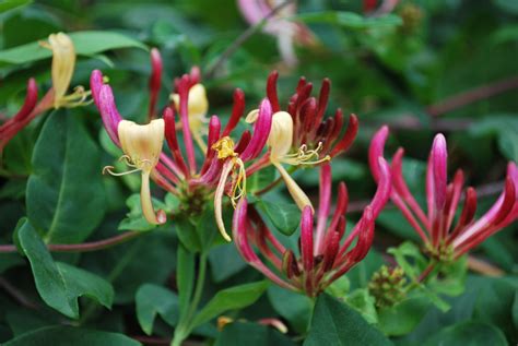 Lonicera Periclymenum 'Serotina' | Emerald Plants