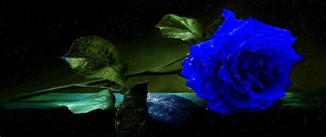 Hình nền hoa hồng xanh tuyệt đẹp