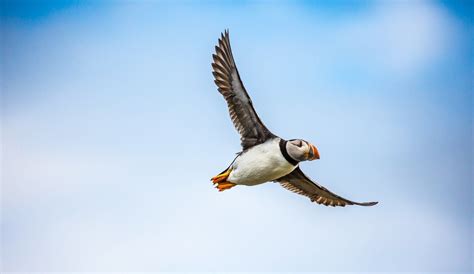 The black and white colouration is a form of camouflage; aerial predators can't see their black ...