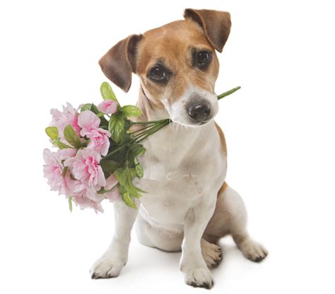 Cute Animals with Flowers to Make You Smile | Petal Talk