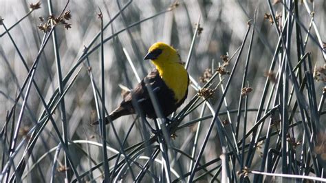 Yellow-headed Blackbird "Xanthocephalus xanthocephalus" | Boreal ...