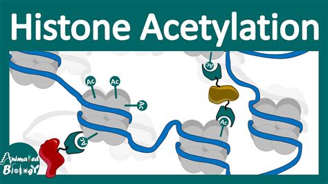 Histone acetylation | Chromatin modification | What does histone ...