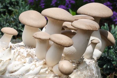 King Oyster Mushroom (Pleurotus eryngii) | Hifas da Terra UK