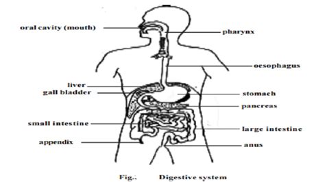 Human Entire Digestive system process with diagram - Mouth or Buccal ...