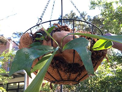 DIY Staghorn Fern Mounting - Gardening Solutions - University of ...