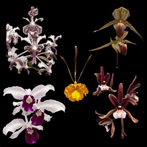 Species Orchids | Orchids In Print