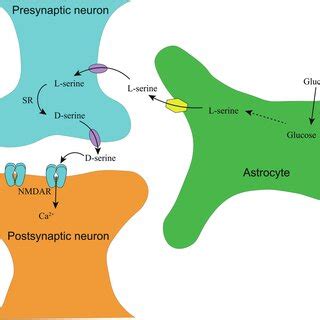 Synthesis and transport of D-serine in the central nervous system. In ...