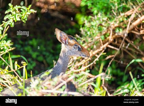 Dik-Dik antelope, Omo Valley, Ethiopia Stock Photo - Alamy