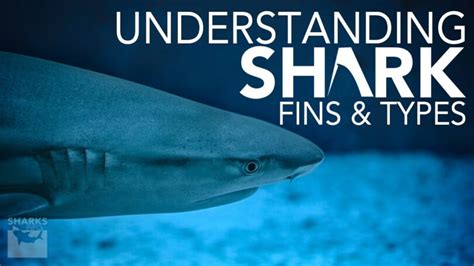 Understanding Shark Fins & Types – sharksinfo.com