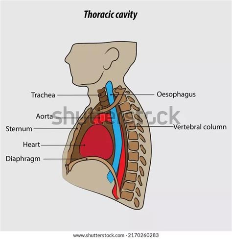 Anatomy of the Thoracic Cavity