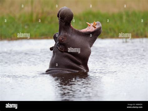 Hippopotamus (Hippopotamus amphibius) male showing territorial behavior, Moremi Game Reserve ...