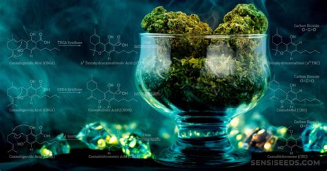 What Are Cannabinoids and What Do They Do? - Sensi Seeds