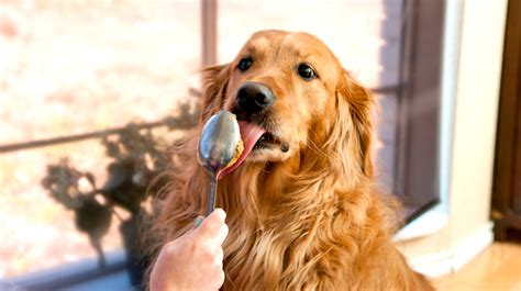 Peanut Butter and Xylitol | Pet Health Insurance & Tips