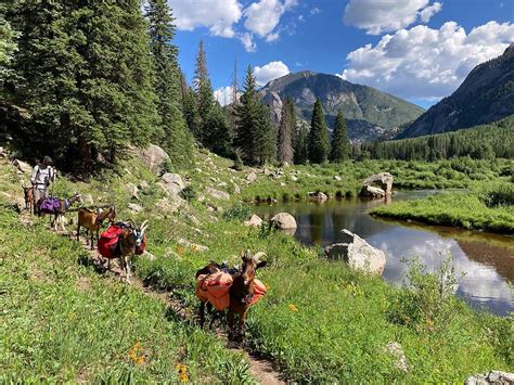 Goat Packing the Pine River Trail in Colorado's San Juan Mountains