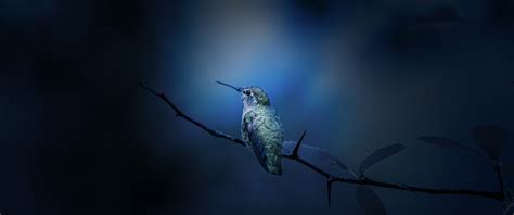 Gibson Hummingbird Wallpaper