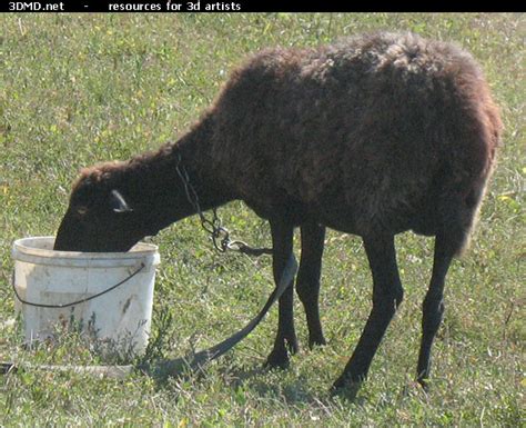 Brown Sheep Photo