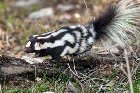 Se han descubierto tres nuevas especies de zorrillo manchado de pie