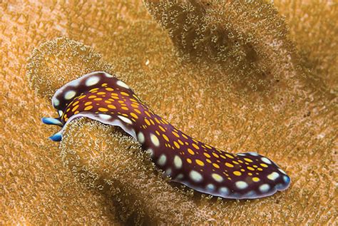 All About Nudibranchs And Flatworms - Dive Training Magazine