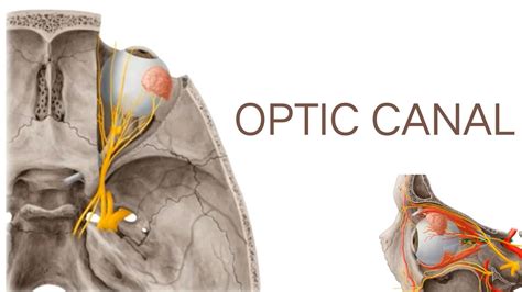 OPTIC CANAL #OSTEOLOGY OF HEAD & NECK #ANATOMY - YouTube