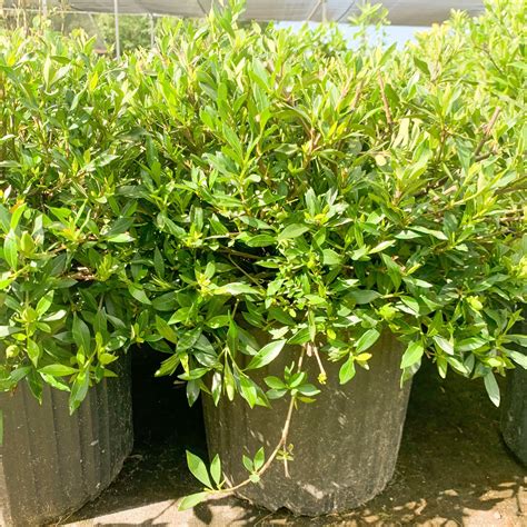 Gardenia Radicans – Southern Scapes Nursery