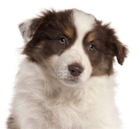 Cute Puppy Dogs: Red border collie puppies