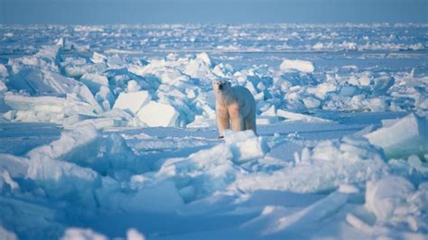 Life in the Arctic, Top to Bottom (Gr 6+)- Tundra Connections Webcast ...