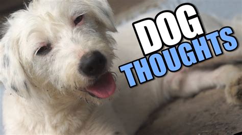 DOG THOUGHTS - YouTube