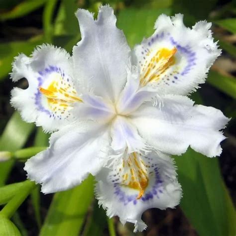 Iris japonica Seeds