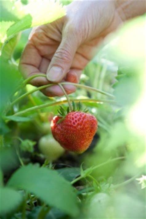 Strawberry Container Gardening - Techniques for growing strawberries in containers.