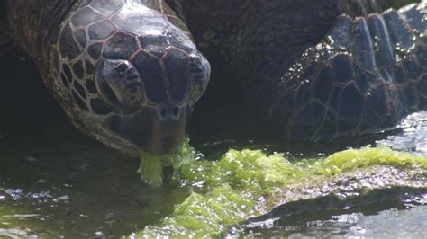 Sea Turtle Diet: What Do Sea Turtles Like To Eat? – The Turtle Hub