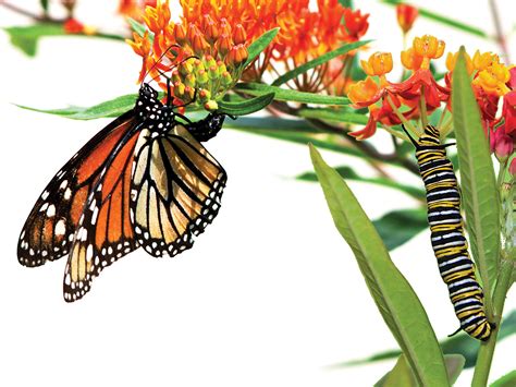 How to Make a Monarch Butterfly Habitat – Scout Life magazine