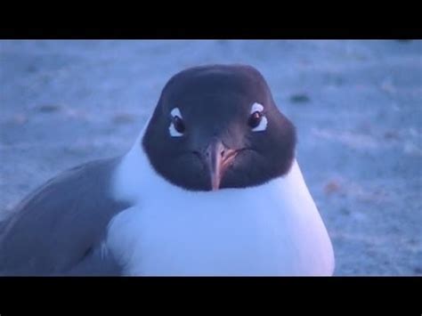 Laughing Seagull Up-Close View - YouTube