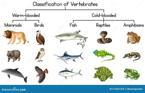 Classification Of Vertebrates Animals. Mammals, Birds, Reptiles ...