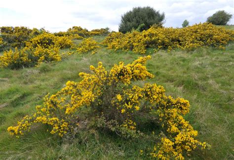 Gorse | NatureSpot