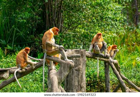 Proboscis Monkey Conservation Animal That Foraging Stock Photo ...