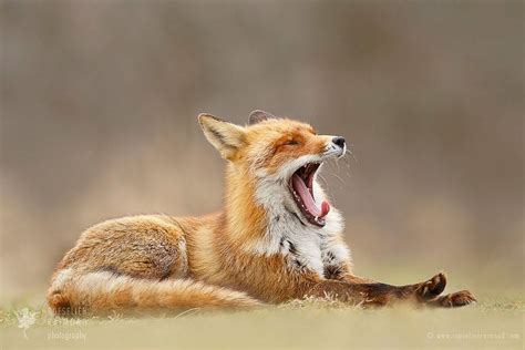 Lazy Fox is Lazy by Roeselien Raimond - Photo 206558859 / 500px | Funny ...