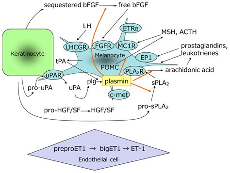 Cosmetics | Free Full-Text | Mechanism of Action of Topical Tranexamic ...