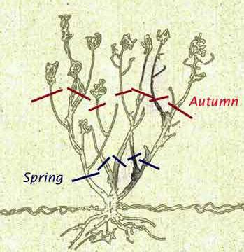 How to Prune Rose Bushes? | When to Prune Roses in the UK?