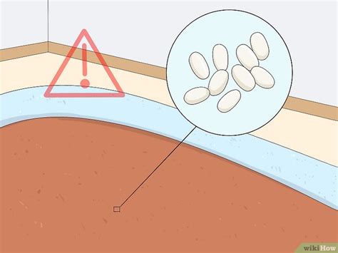 How to Kill Flea Eggs On Your Pet and Around Your Home