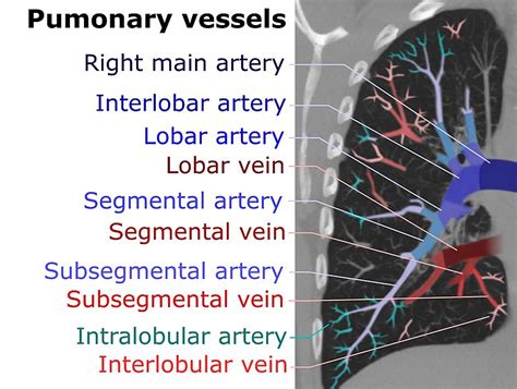 Difference Between Pulmonary Artery and Pulmonary Vein | Definition ...