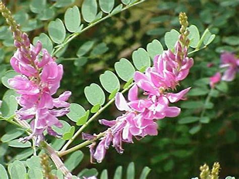 100 Indigofera tinctoria Seeds, Indigo Dye Plant Seeds, True indigo ...