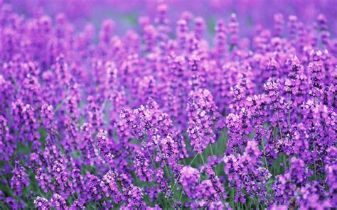 Lavender Scent - Purple Photo (34727362) - Fanpop
