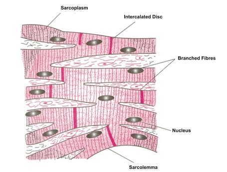 TISSUES OF ANIMAL