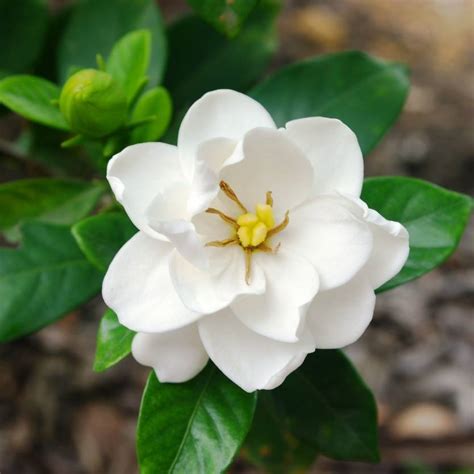 Gardenia augusta Magnifica – Divine Plants Online Shop