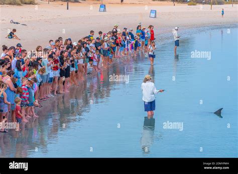 MONKEY MIA, AUSTRALIA, JANUARY 13, 2020: Dolphin feeding show at Monkey ...