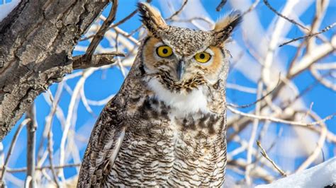 9 Owls In Oklahoma (Species Identification, Facts, Pictures)