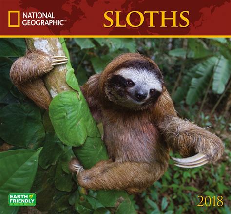 Rainforest Animal Adaptations Sloth