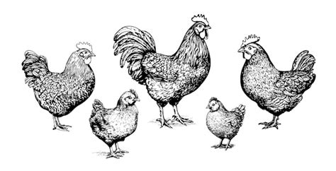 Premium Vector | Chicken family hand drawn sketch in doodle style illustration