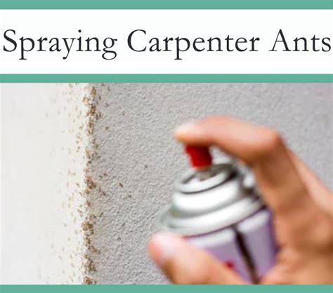 Best Spray for Carpenter Ants - The Pest Advice