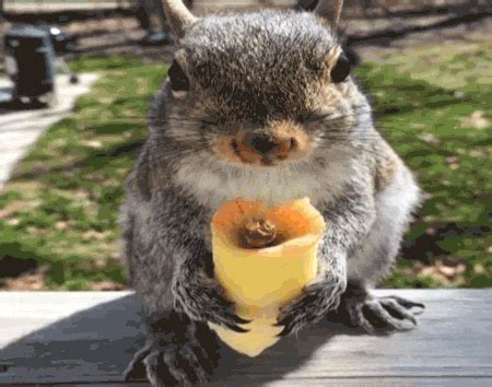 Squirrel Eating GIF - Find & Share on GIPHY